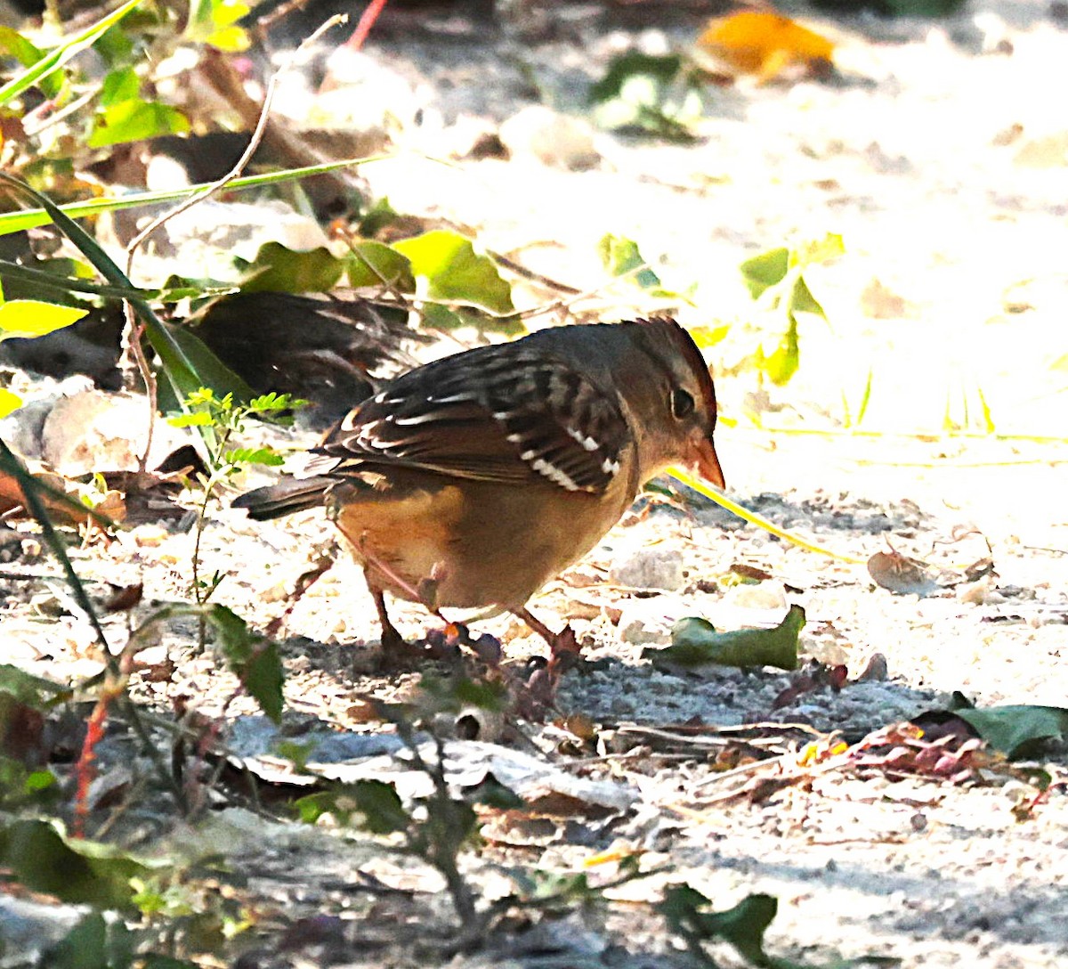 Bruant à couronne blanche - ML644524346
