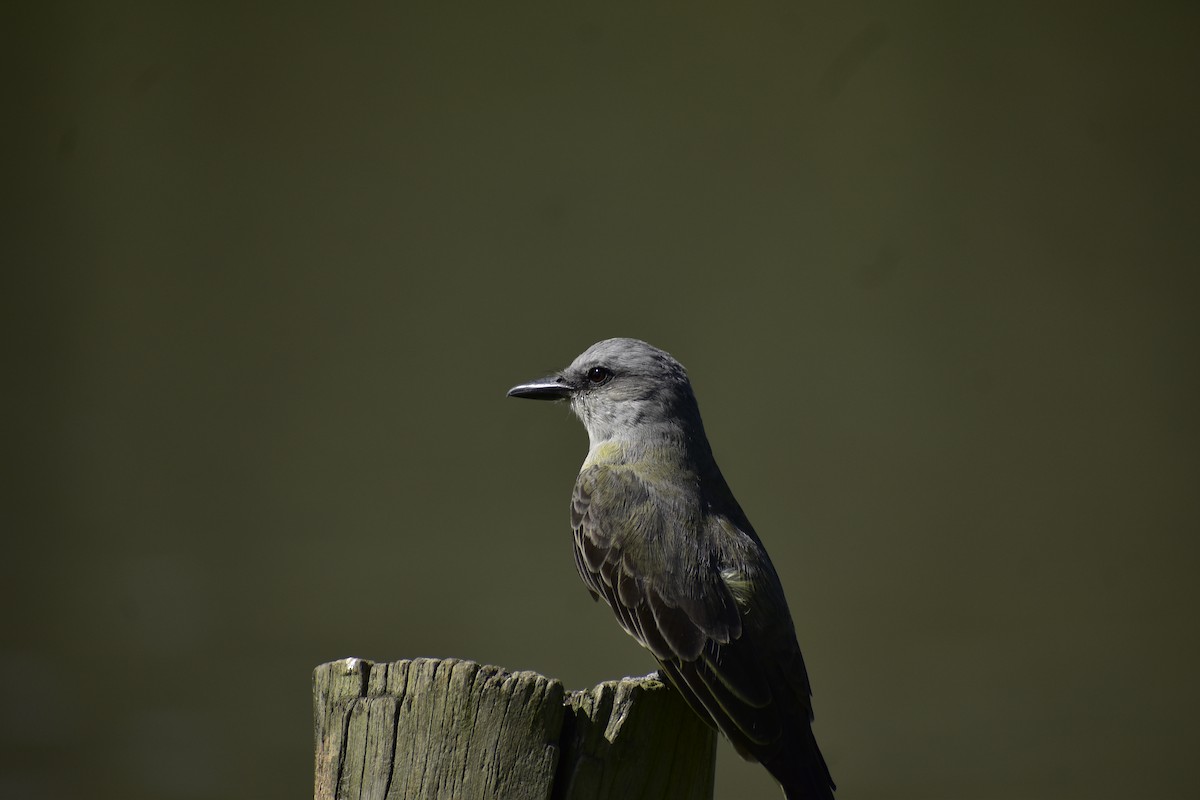 Tropical Kingbird - ML644524352