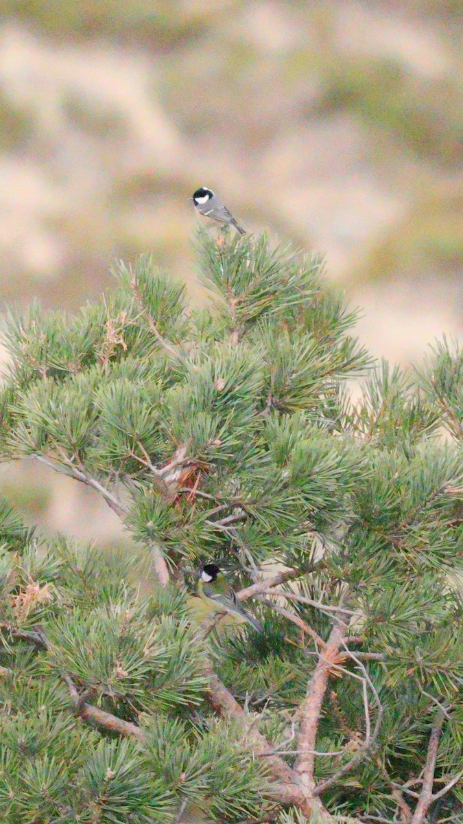 Coal Tit - ML644524371