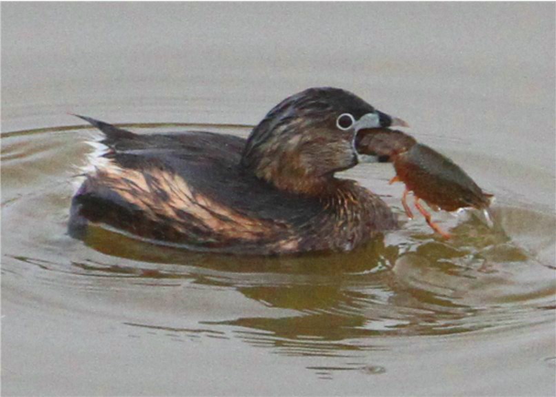 Pied-billed Grebe - ML644524373