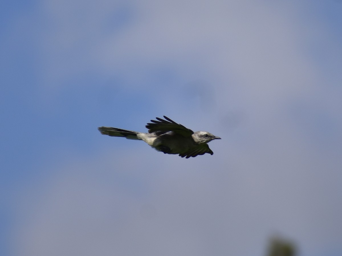 Tropical Mockingbird - ML644524375