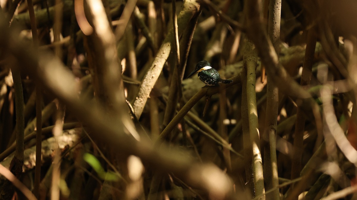 Green Kingfisher - ML644524384