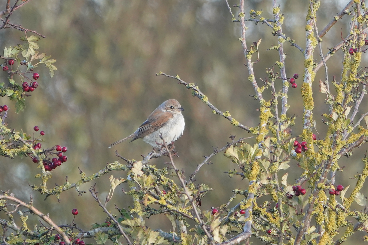 Red-backed Shrike - ML644524389