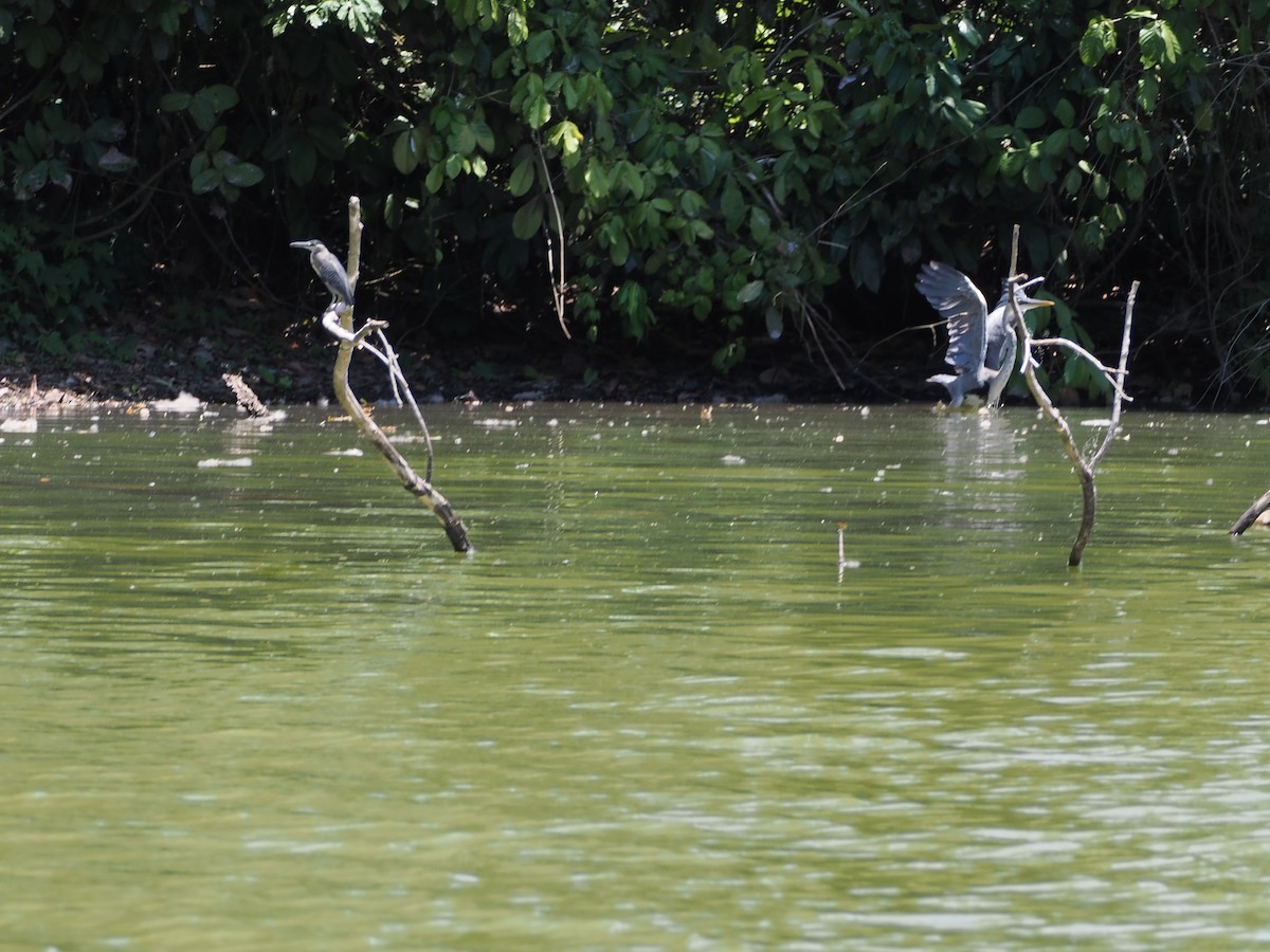 Cocoi Heron - ML644524391