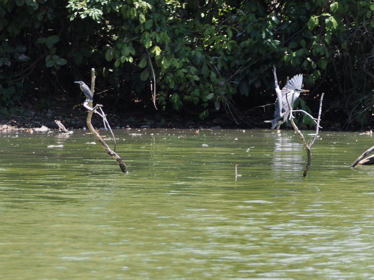 Cocoi Heron - ML644524392