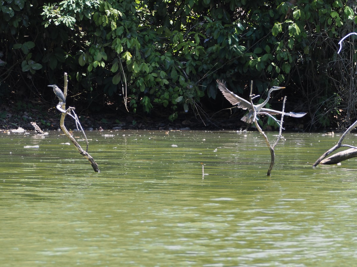 Cocoi Heron - ML644524393