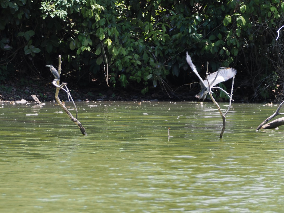 Cocoi Heron - ML644524394