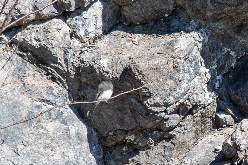 Black Phoebe - ML644524400