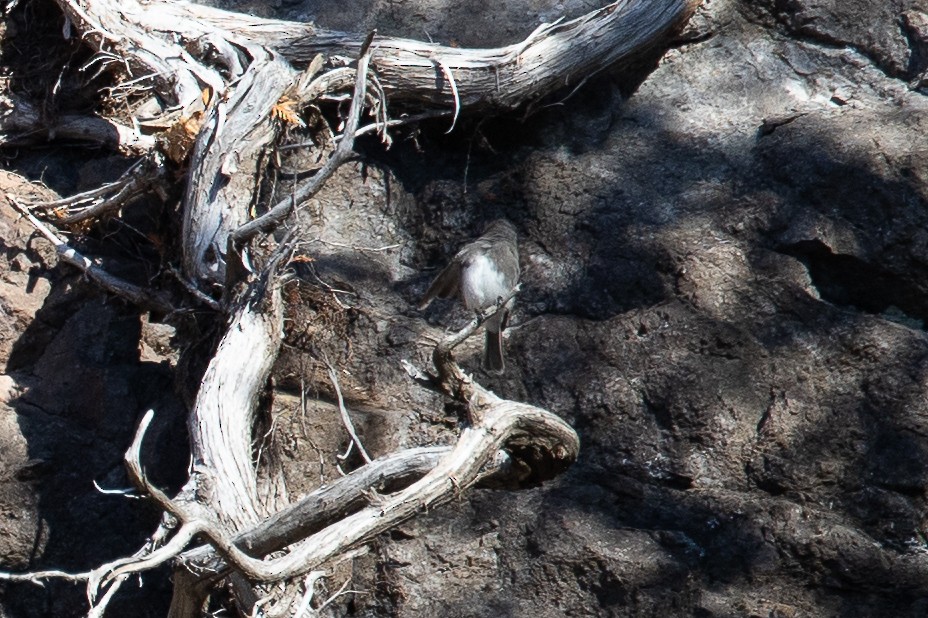 Black Phoebe - Darcy Pinotti