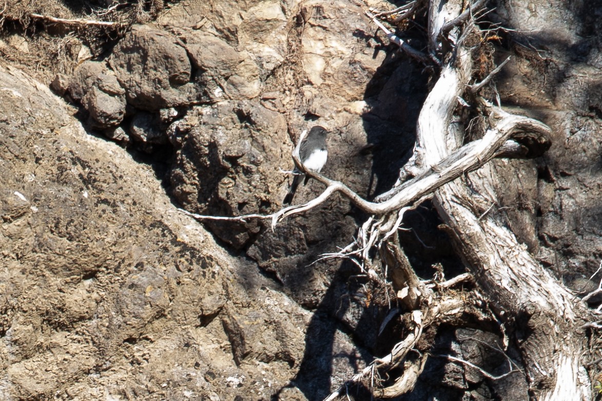 Black Phoebe - ML644524403