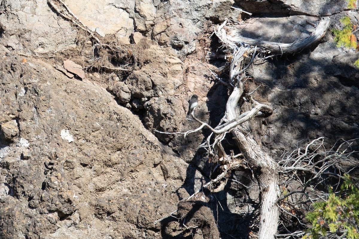 Black Phoebe - ML644524404