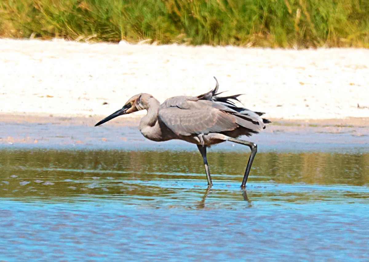 Aigrette roussâtre - ML644524406
