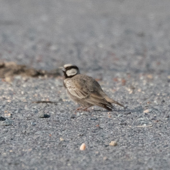 Grauscheitellerche - ML644524412