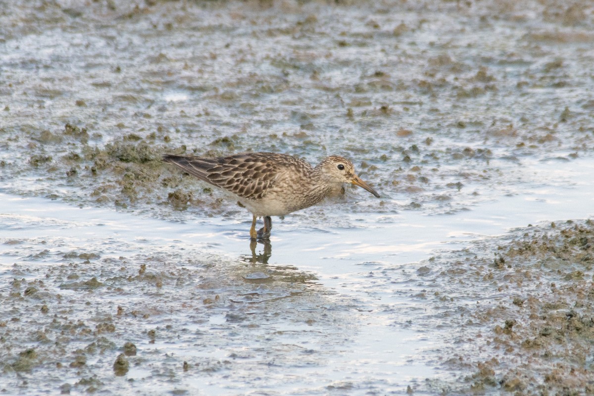 Pectoral Sandpiper - ML644524413