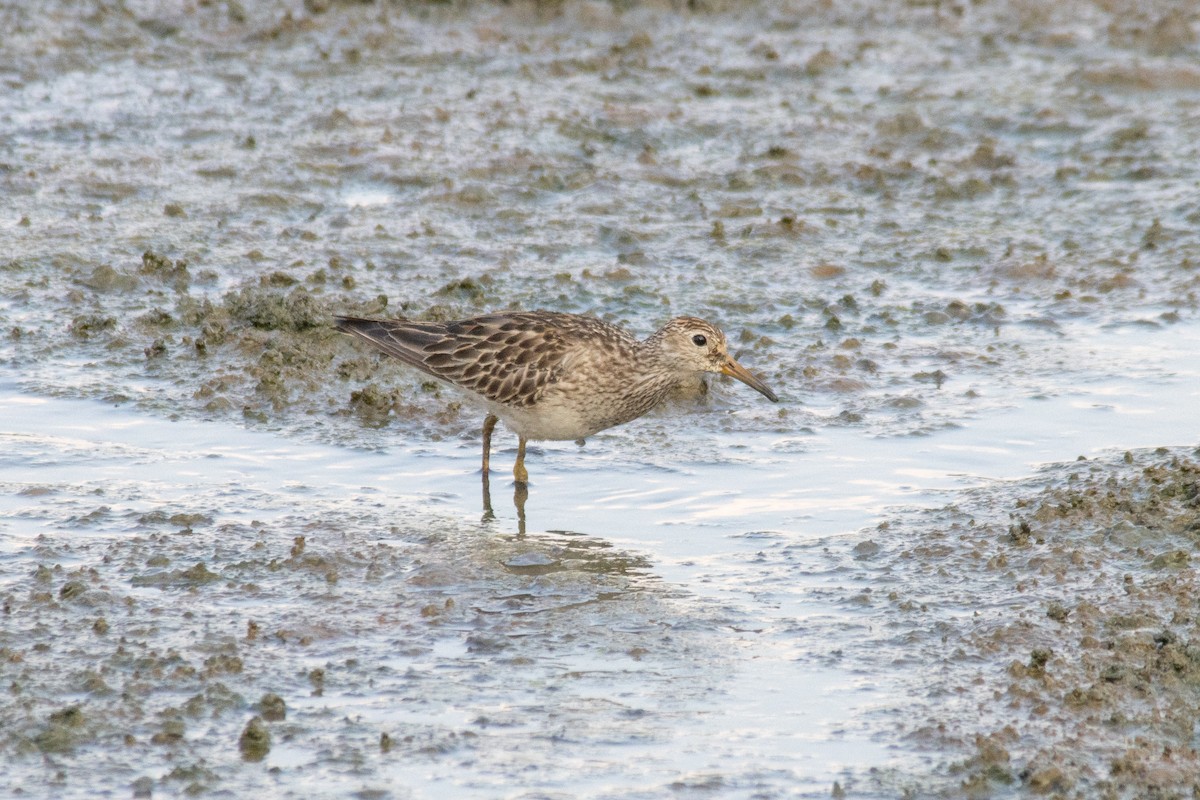 Pectoral Sandpiper - ML644524414