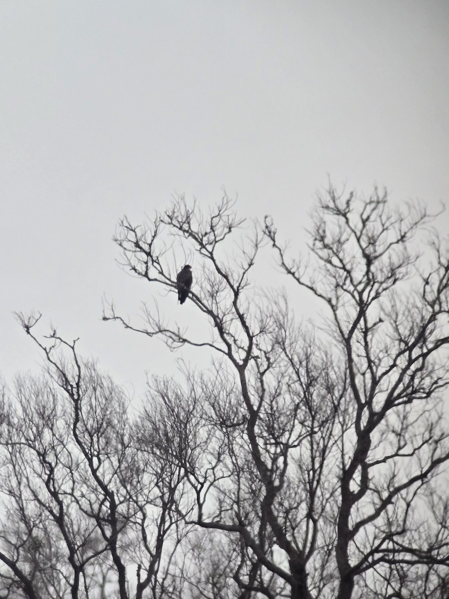 White-tailed Hawk - ML644524420