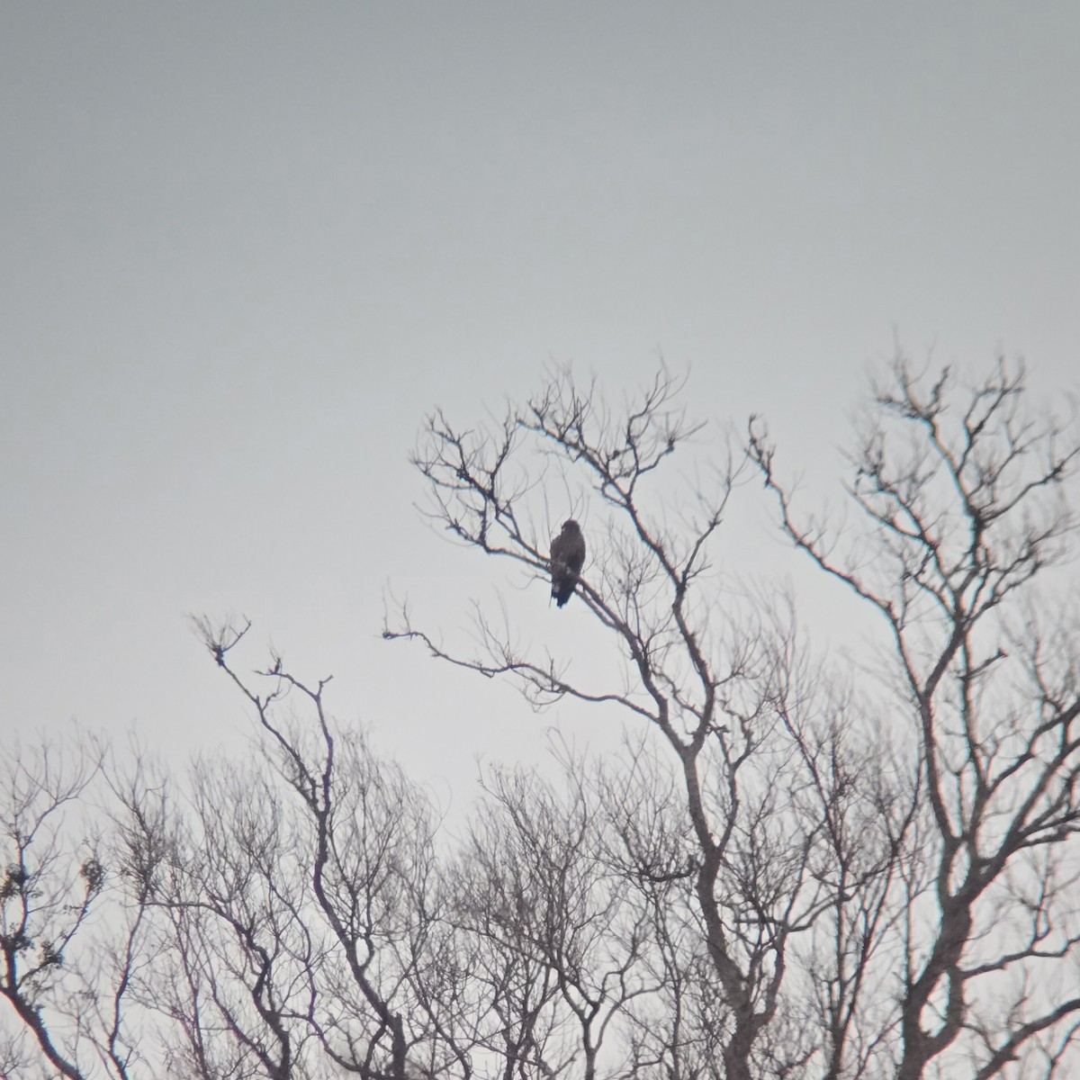 White-tailed Hawk - ML644524421