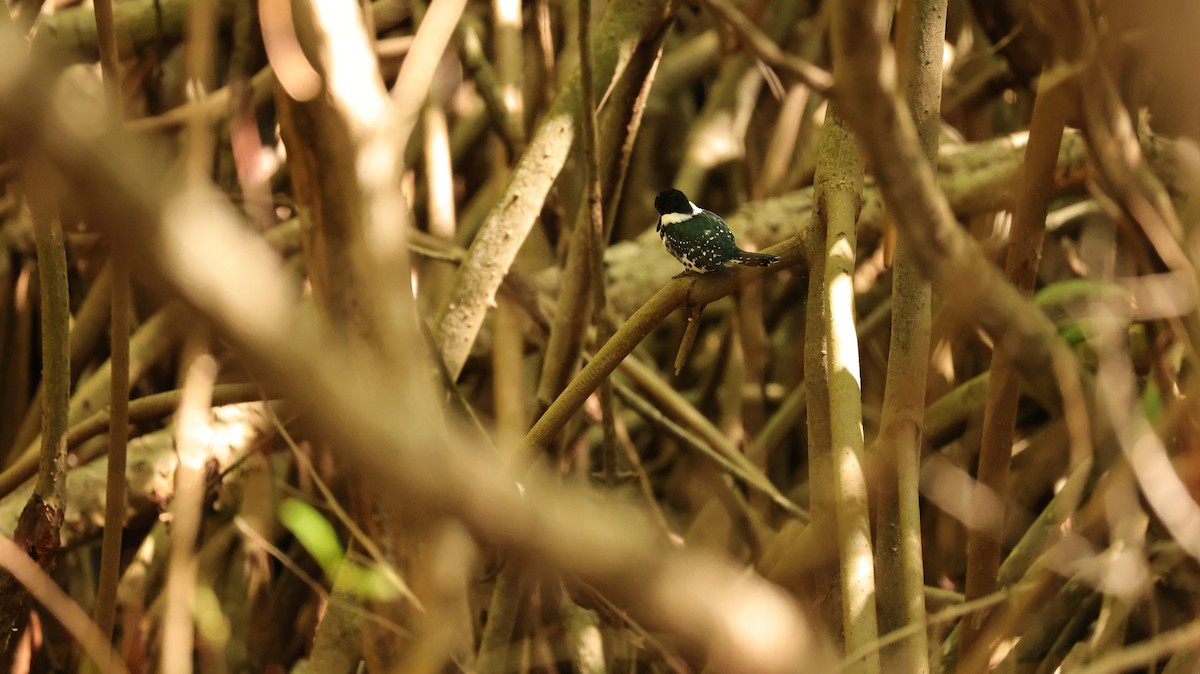 Green Kingfisher - ML644524422