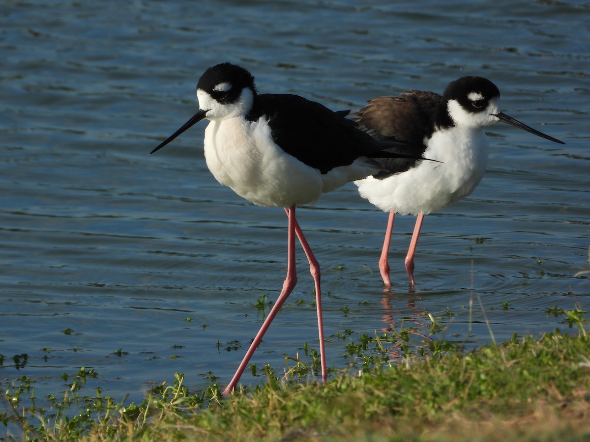 Black-necked Stilt - ML644524425