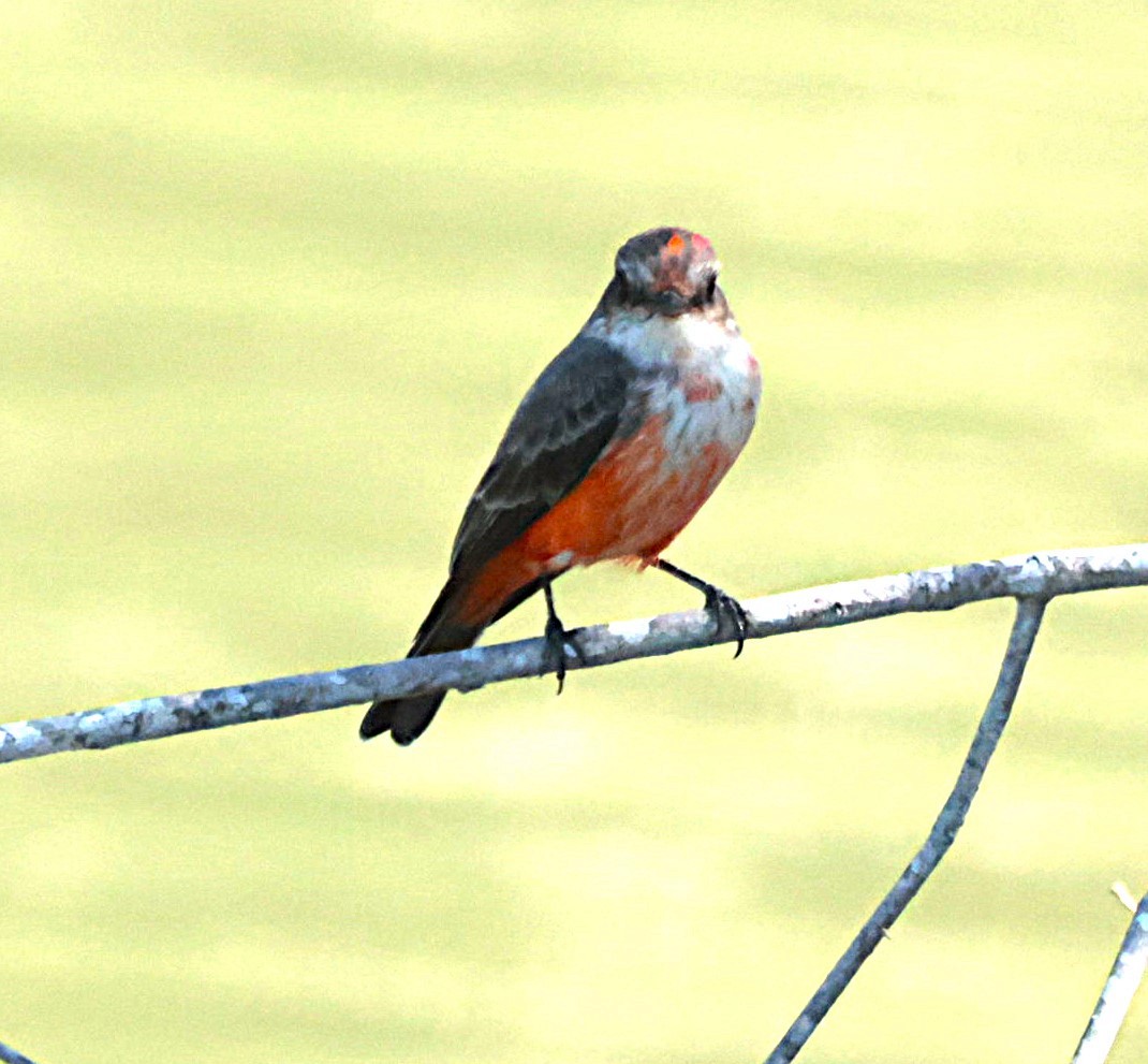 Moucherolle vermillon - ML644524426