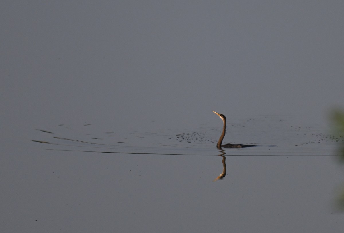 orientslangehals - ML644524430