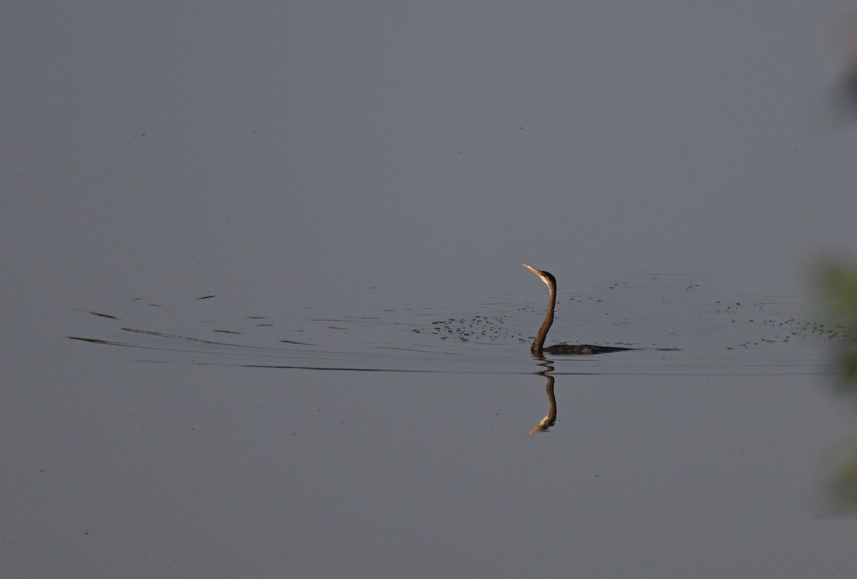 orientslangehals - ML644524431