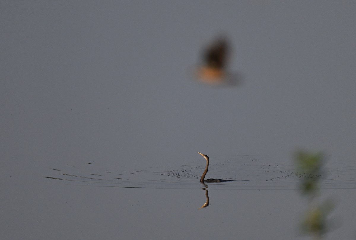 orientslangehals - ML644524432