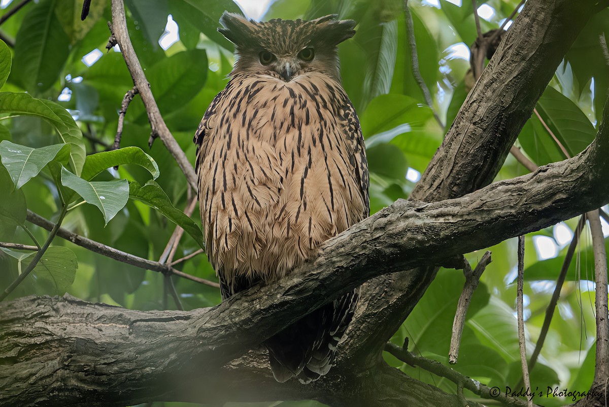 rustfiskeugle - ML644524434