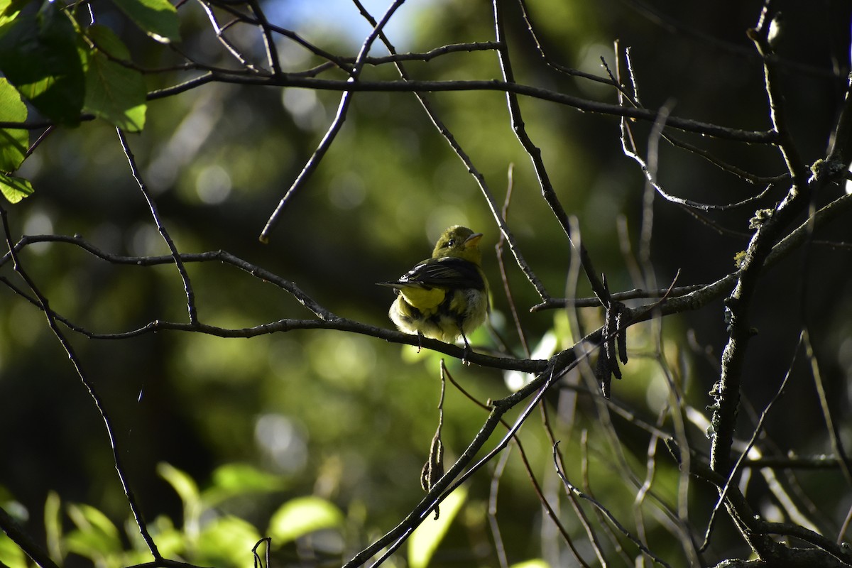 Piranga gorri-beltza - ML644524438