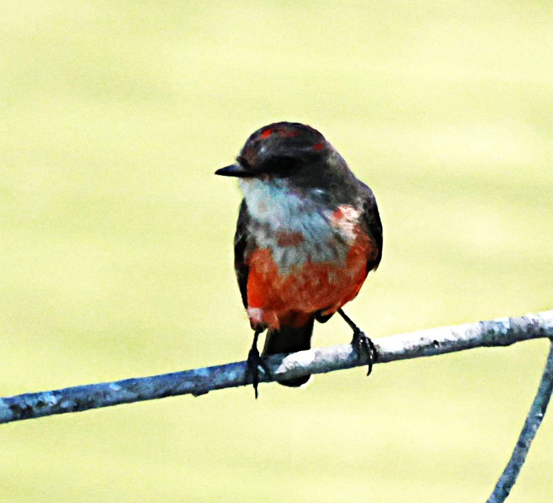 Moucherolle vermillon - ML644524441