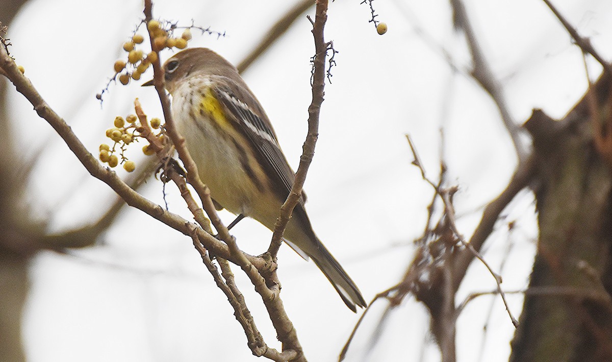 Paruline à croupion jaune - ML644524445