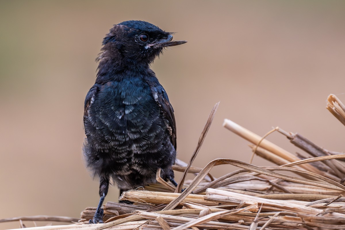 drongo černý - ML644524448