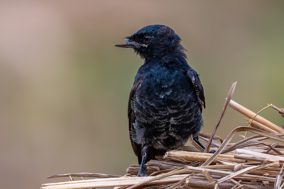 drongo černý - ML644524449