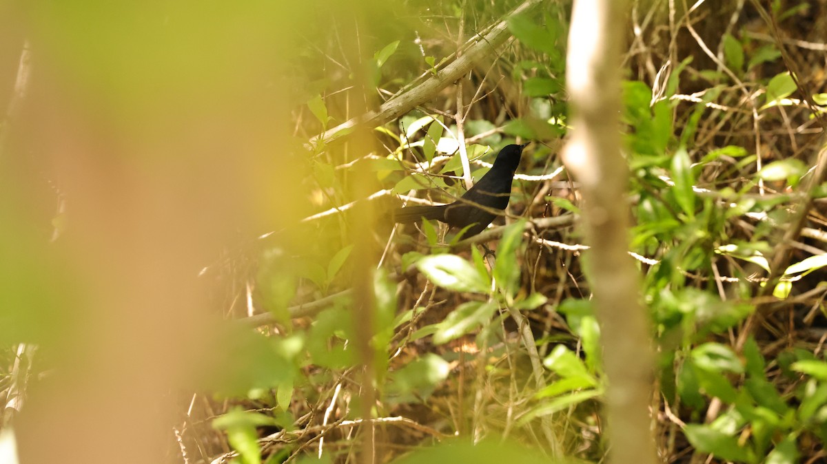 Black Catbird - ML644524450