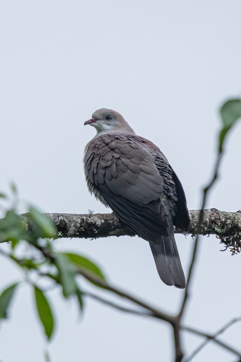 Mountain Imperial-Pigeon - ML644524451