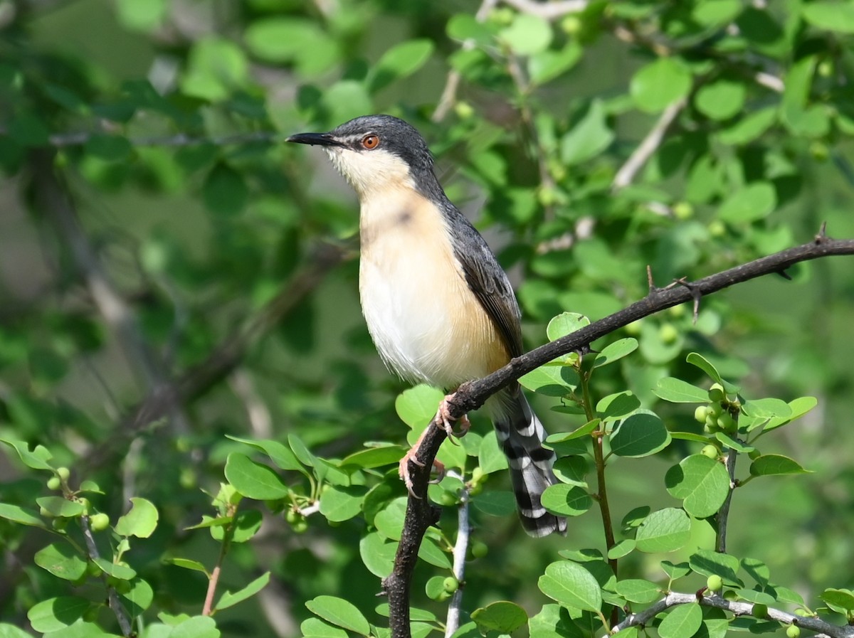 Ashy Prinia - ML644524454