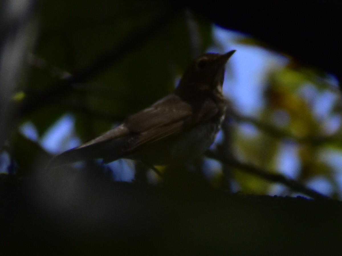 Swainson's Thrush - ML644524455