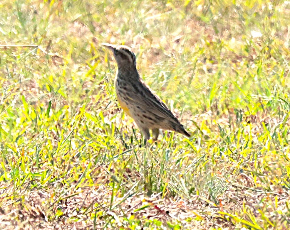 Sturnelle des prés - ML644524456