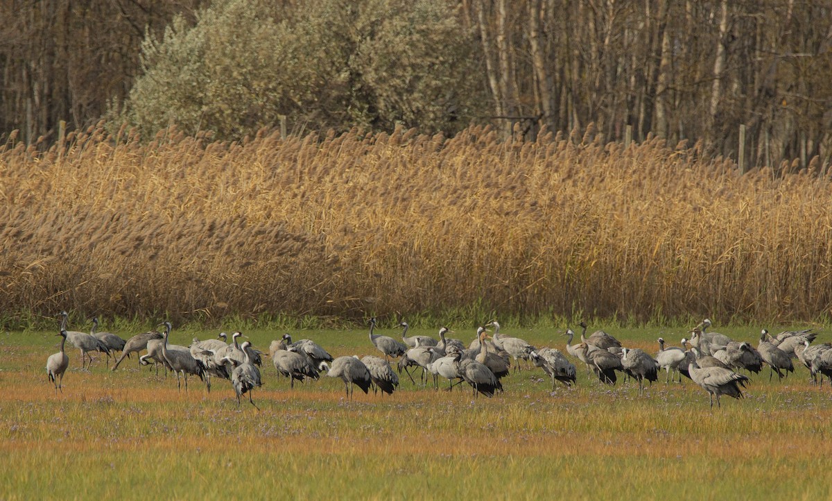 クロヅル - ML644524458