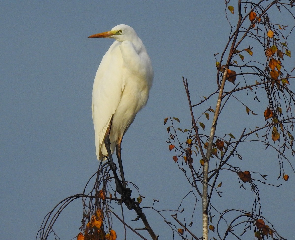 Great Egret - ML644524461