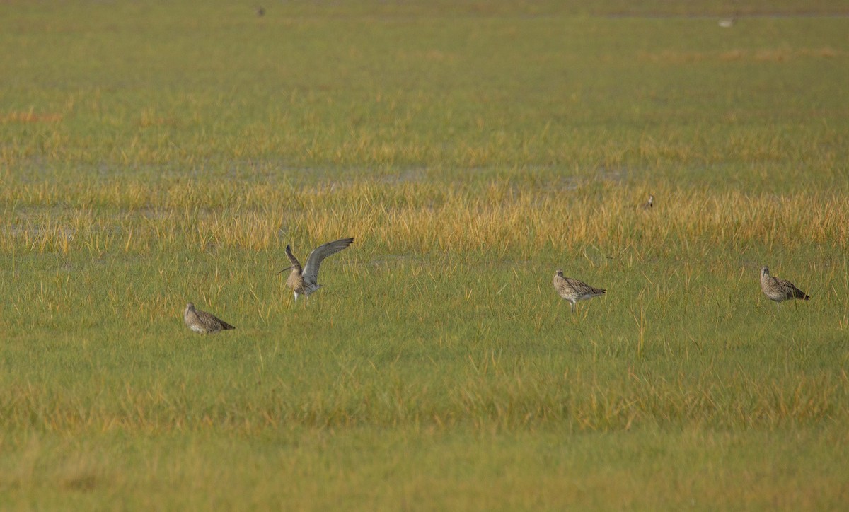 Eurasian Curlew - ML644524462