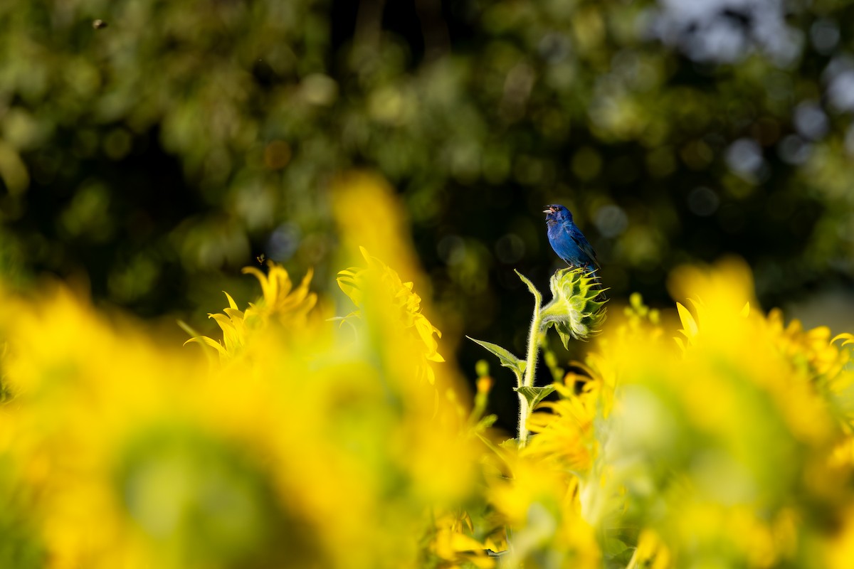 Indigo Bunting - ML644524468