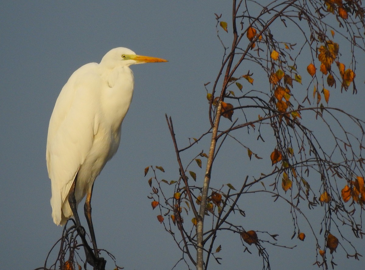 Great Egret - ML644524472