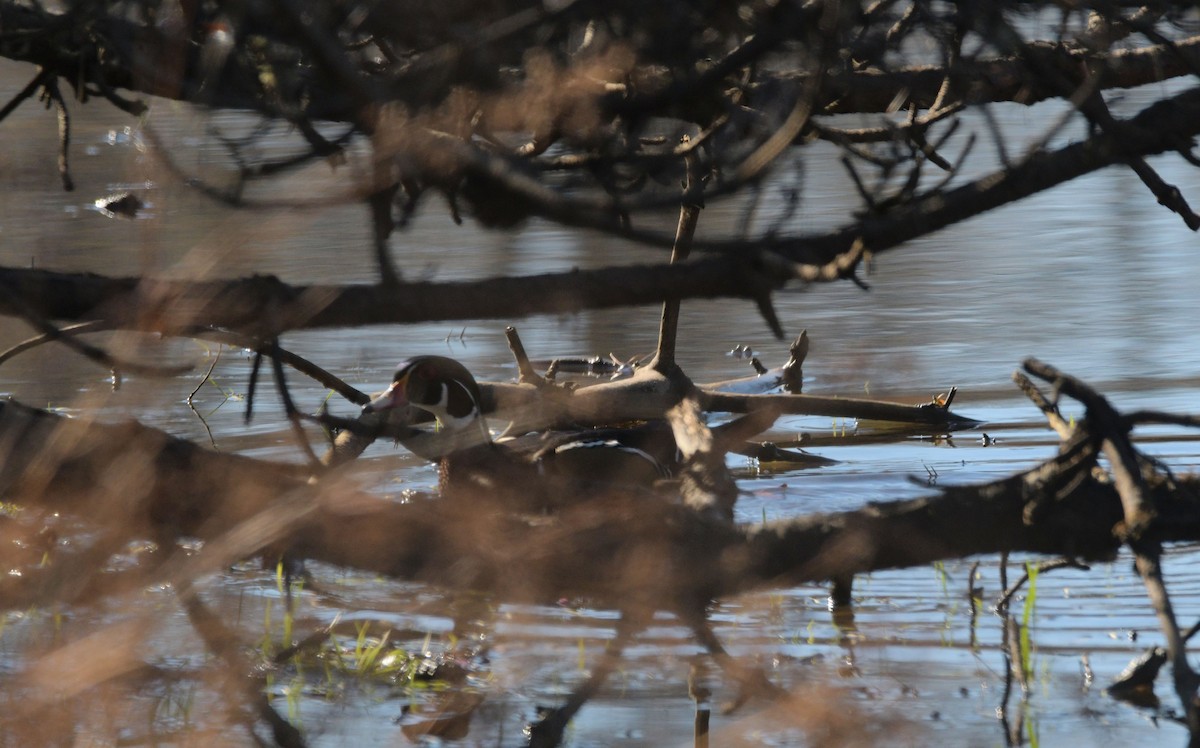 美洲鴛鴦 - ML644524473