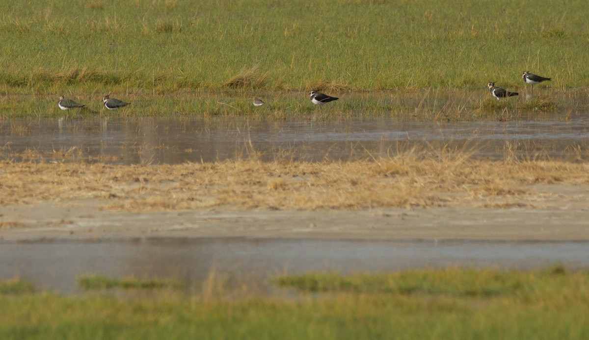 Wood Sandpiper - ML644524475
