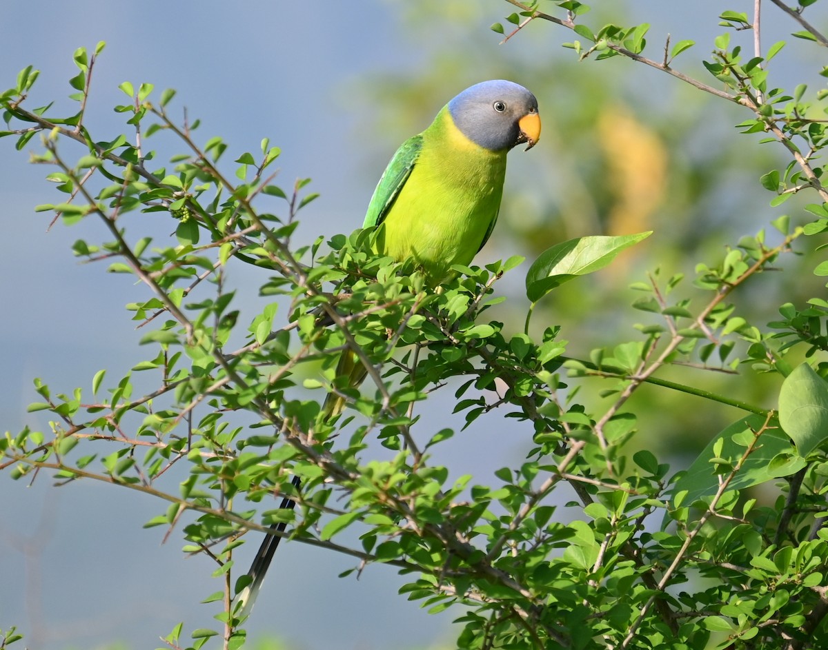 Perruche à tête prune - ML644524476