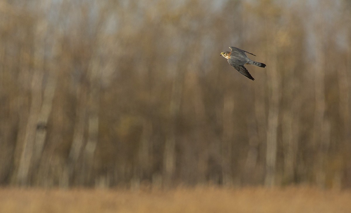 Merlin - ML644524481