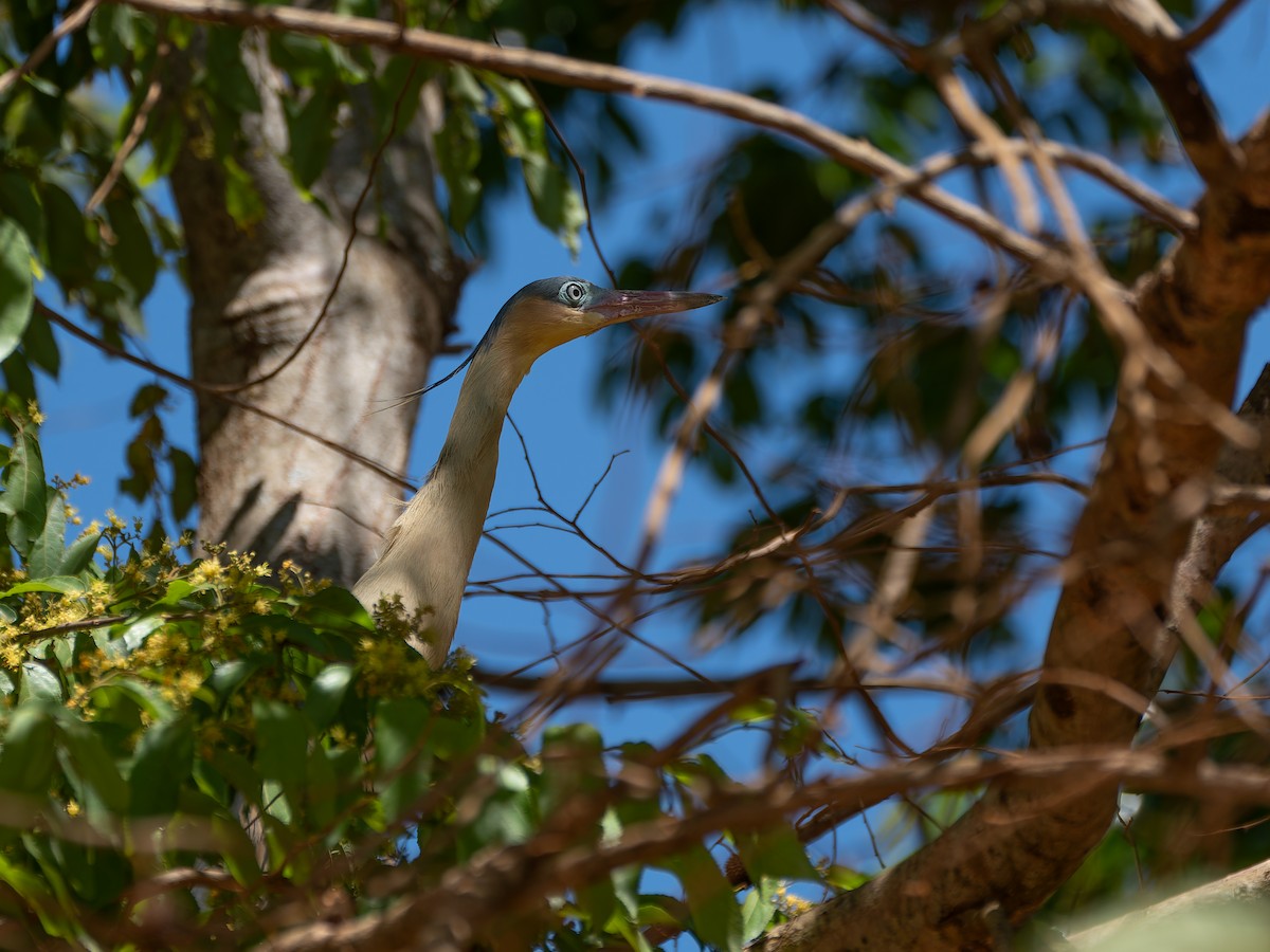 キムネゴイ - ML644524482