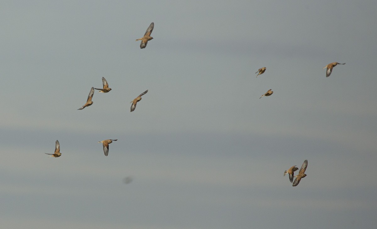 Eurasian Linnet - ML644524490