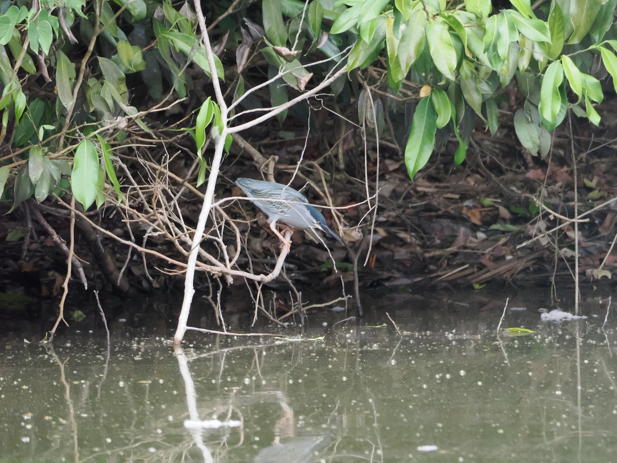 Black-crowned Night Heron - ML644524493
